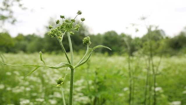 Umbrellas of wild parsley on one green halm close up on lawn 