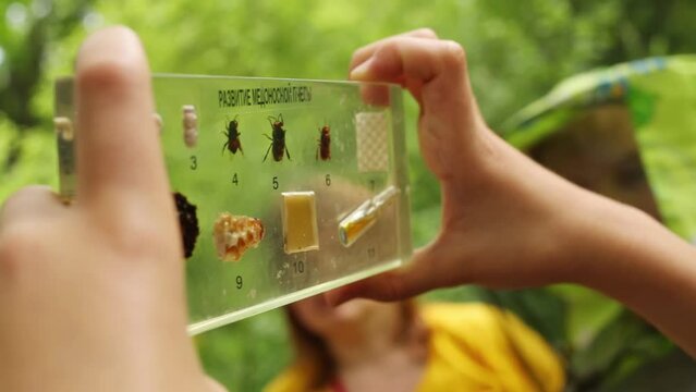 Boy and hands holding table showing life phases of bee 