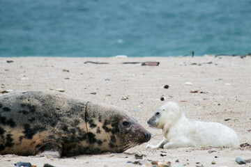 Robbenbaby mit Mutter am Strand von Helgoland