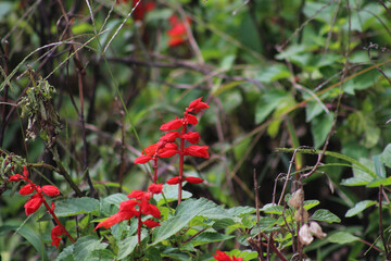 red flower in the garden. red flowers amid green leaves. red and green in nature. details of nature.