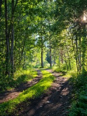 Fototapeta premium footpath in the woods
