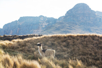Fototapeta premium Llama
