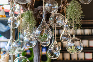Display of airplants in hanging glass ornamental holds at local plant nursery.