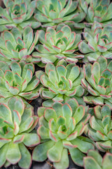 Fototapeta premium Rows of small red-tipped green Echeveria Ben Bedis succulent plant plants for sale at local plant nursery.