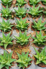 Rows of small succulent plants for sale at local plant nursery.