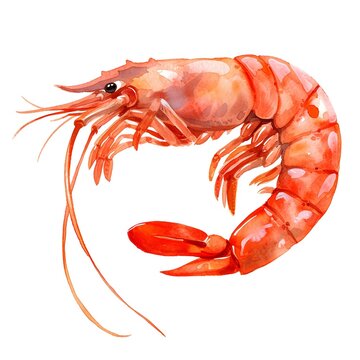 Tasty shrimps watercolor paint for food card design