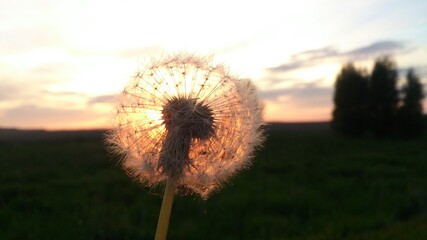 Fluffy dandelion at summer sunset