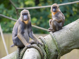 Mandrillus sphinx