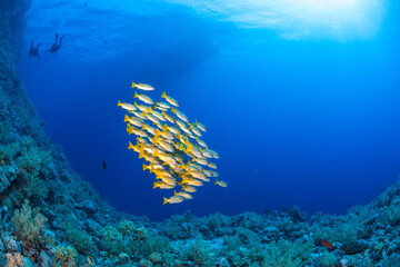 Fischschwarm im Roten Meer