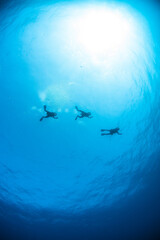 3 divers swimming at the surface