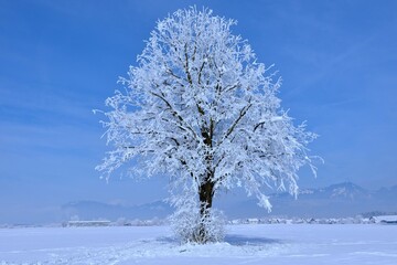 Lone snow covered tree in the Sorško Polje field and a village in the background in Gorenjska, Slovenia