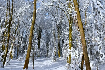Temperate, deciduous oak forest in winter