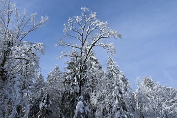 Tall sessile oak (Quercus petreae) and spruce trees covered in snow