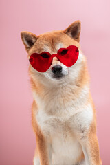 Shiba inu dog with heart shaped sunglasses in it's nose on pink background. Valentine's day...