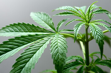 Fototapeta na wymiar Young cannabis plants close up. Growing marijuana.