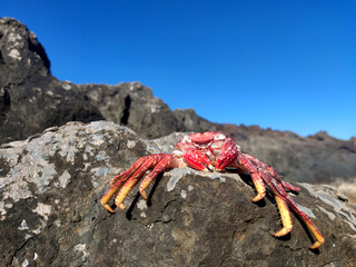 dead crab lying on a roc, Lanzarote, Canary Islands