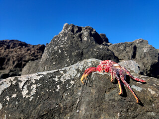 dead crab lying on a roc, Lanzarote, Canary Islands