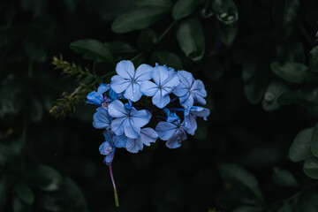 Close up of flowers (Plumbago auriculata Lam.) with green background