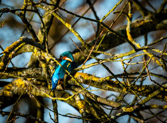 Kingfisher