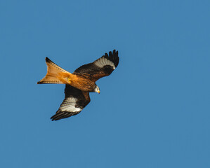 Red  Kite