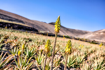 Lanzerote, Spain - December 24, 2023: Aloe vera plants on the island of Lanzerote in Spain's Canary...