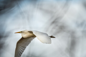 egret in flight