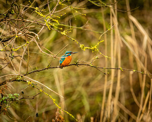 Kingfisher