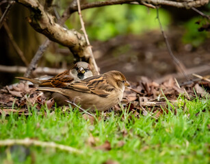 sparrow on a grass