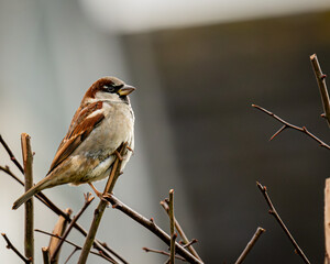 sparrow on a branch