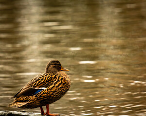 duck on the water