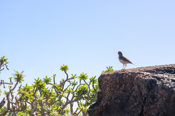Lanzerote, Spain - December 24, 2023: A bird perched on lava rock at Jameos del Agua on the island...