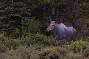 Majestic  Moose side pose in the early morning light.
Canada , Alberta , Banff, Canmore. Alaska 