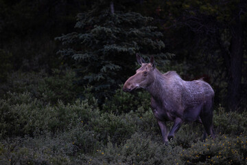 Majestic  Moose side pose in the early morning light.
Canada , Alberta , Banff, Canmore. Alaska 