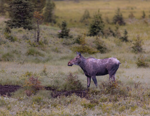 Majestic Moose Side pose in Kananaskis Country , Alberta ,Canada, Banff, Canmore, 