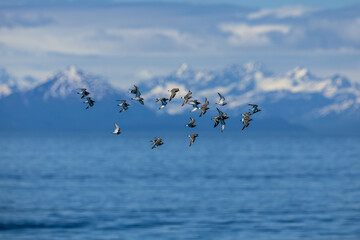 Faraway view of Katmai National Park and Preserve, sea, snow, eagle, wallpaper, landscape