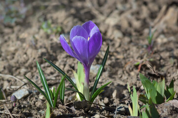 One purple crocus flower growing from the ground