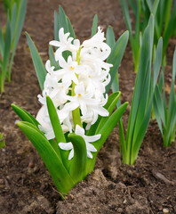 White hyacinth growing from the ground