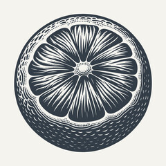 Sliced lemon. Vintage woodcut engraving style vector illustration isolated on white.