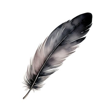  Watercolor-Style black feather with White Background