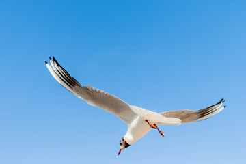 seagull flying in the sky