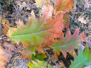 young oak tree in the autumn forest