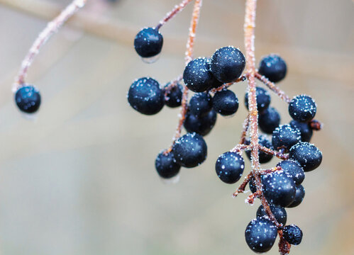 Red And Blue Berries On A Branch