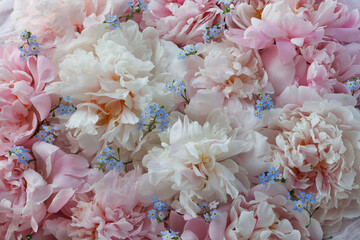 Floral background with pink white peonies, forget me not flowers closeup, beautiful background, postcard.