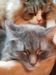 Ragamuffin and Medium-haired Grey Cats Resting in a Cat Bed