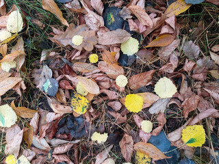Autumn background: fallen yellow and brown leaves among dry grass