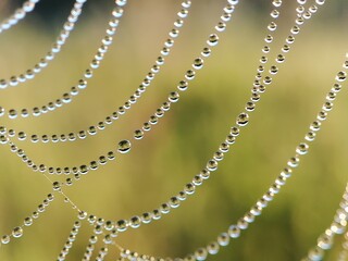 beautiful drops of dew hang on threads of cobwebs against the background of green grass on an early sunny spring or summer morning