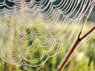 droplets of dew on a green background froze like beads on a thread of a cobweb on a sunny summer morning
