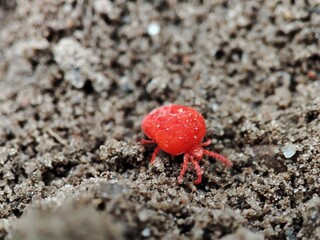 bright red tick against the background of root soil, macro