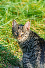 beautiful tabby cat standing in the blooming meadow. Domostic cat in the garden