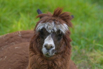 Alpaca isolated portrait in a farm in Africa